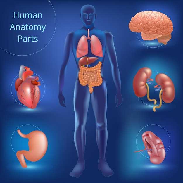 Основные функции органов человека