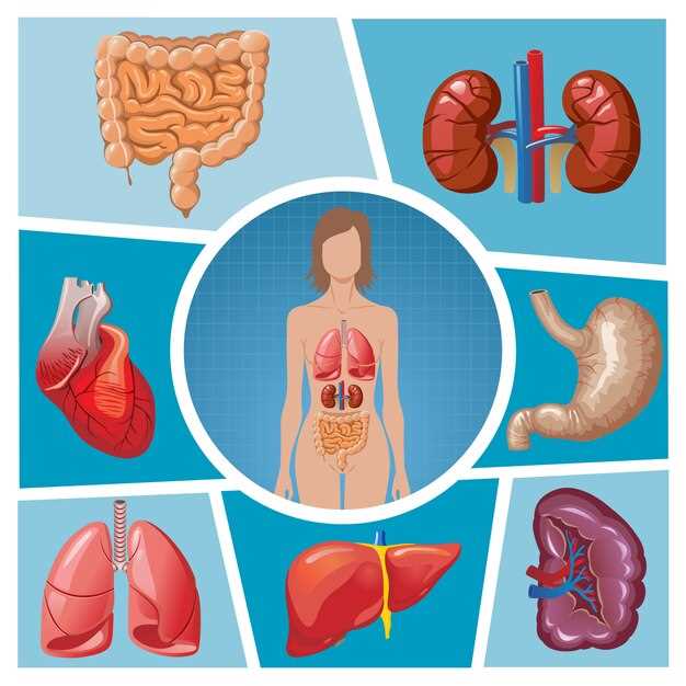 Анатомия органов человека: основные системы