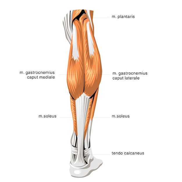 Икроножная мышца: особенности