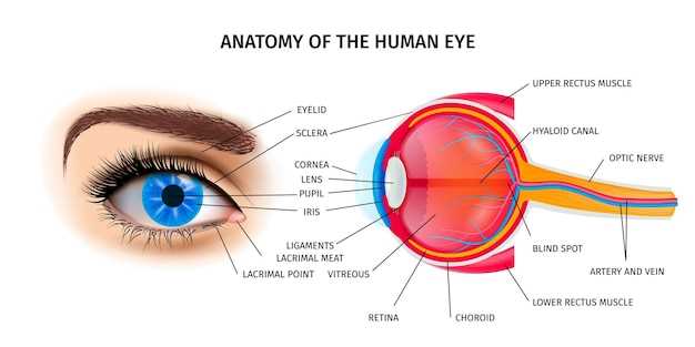 Структура наружного оболочки глаза