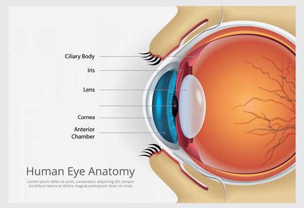 Основные части внутренней оболочки глаза и их функции