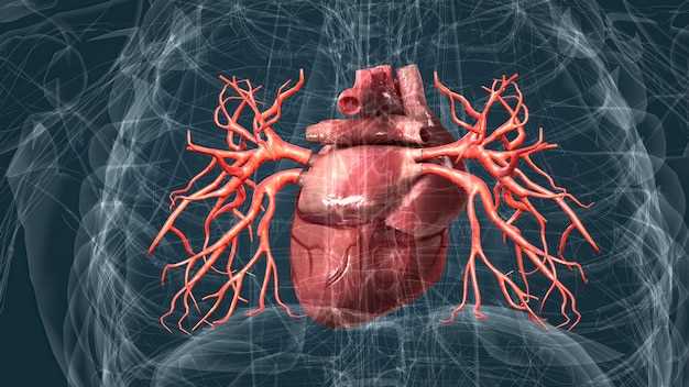 Роль и границы сердца в организме: составляющие, функции