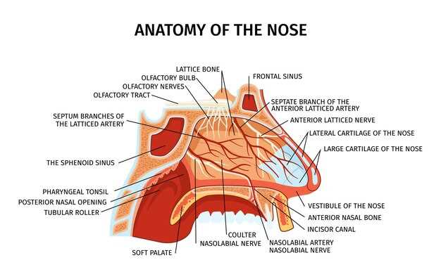 Функции носа и его роль в организме